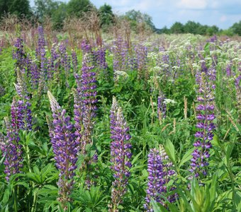 Яркие краски лета