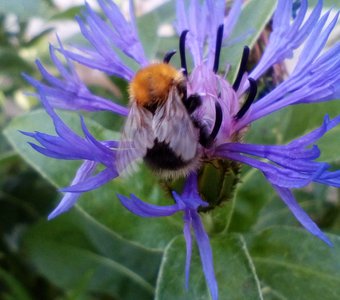 Собиратель нектара.