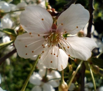 Распустилась красота.