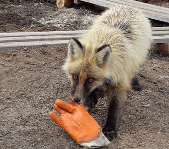 Голодная Северная лисица
