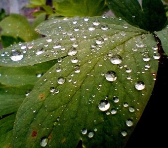 Жизнь в каждой капле.