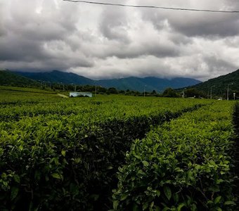 Чайные плантации в горах