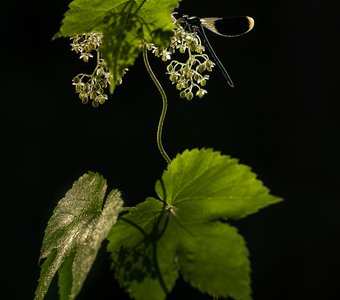 Во хмелю