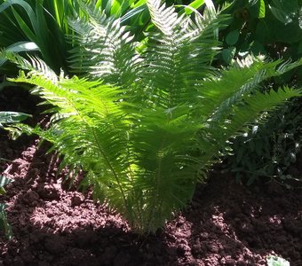 Папоротник.