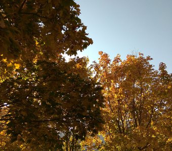 Осень в кленовой аллее.