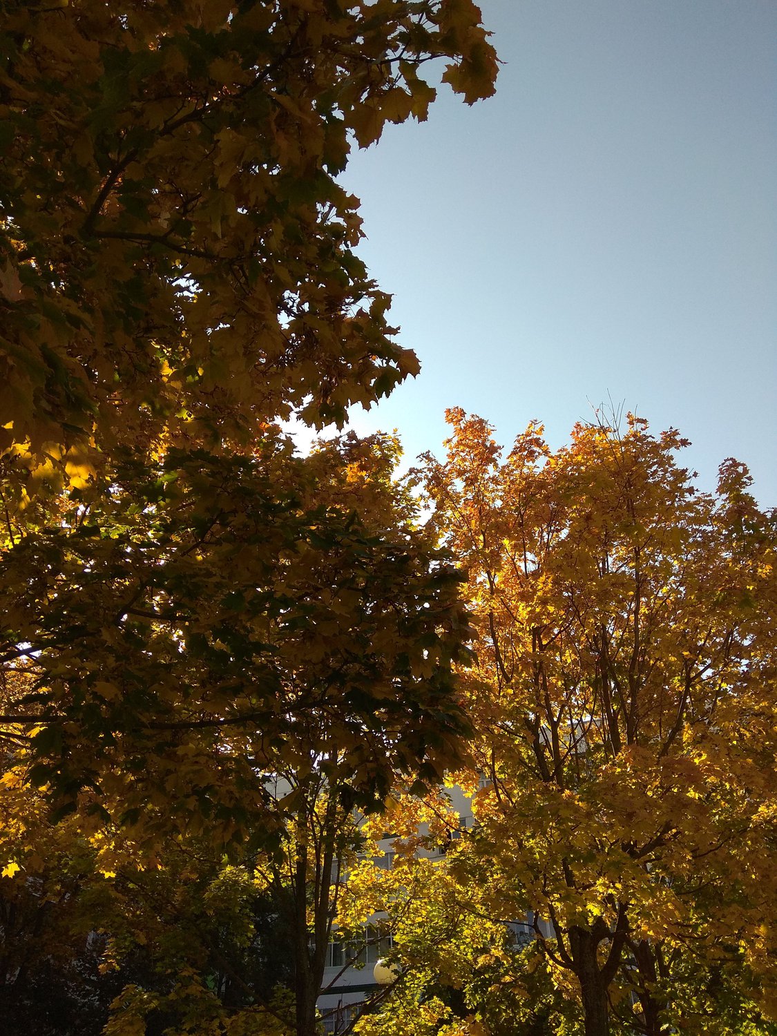 Осень в кленовой аллее.