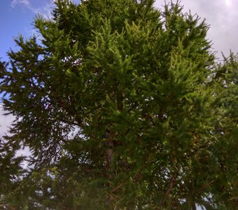 Лиственница.