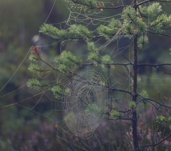 В объятиях паутины