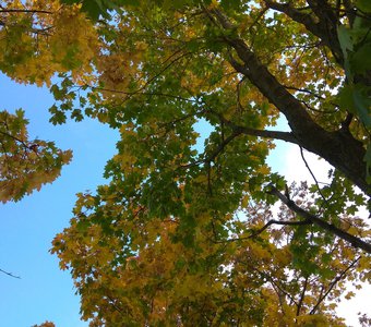 Клёны примеряют осенние наряды.