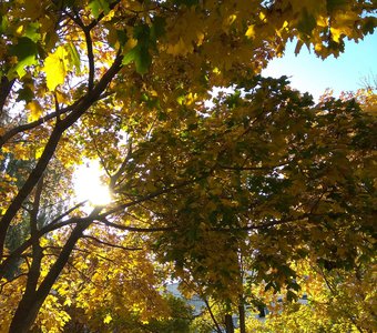 Осенняя улыбка солнца.