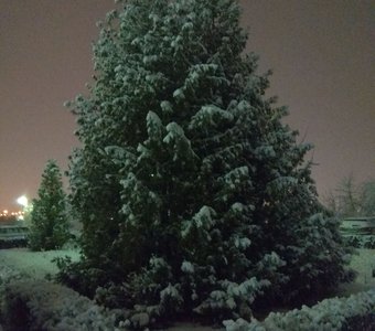 Голубые ели встречают первый снег.