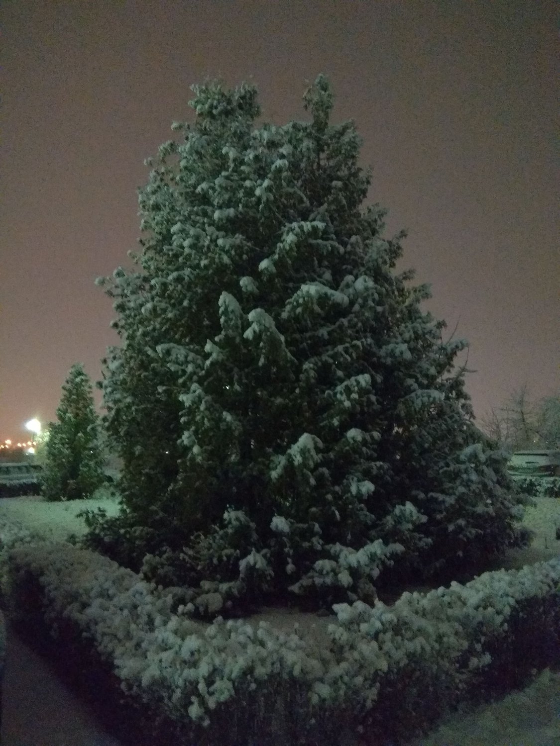 Голубые ели встречают первый снег.