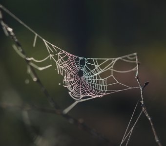 Лесные нити