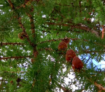В прохладной тени лиственницы.
