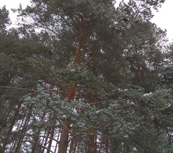 Прогулка по зимнему парку.