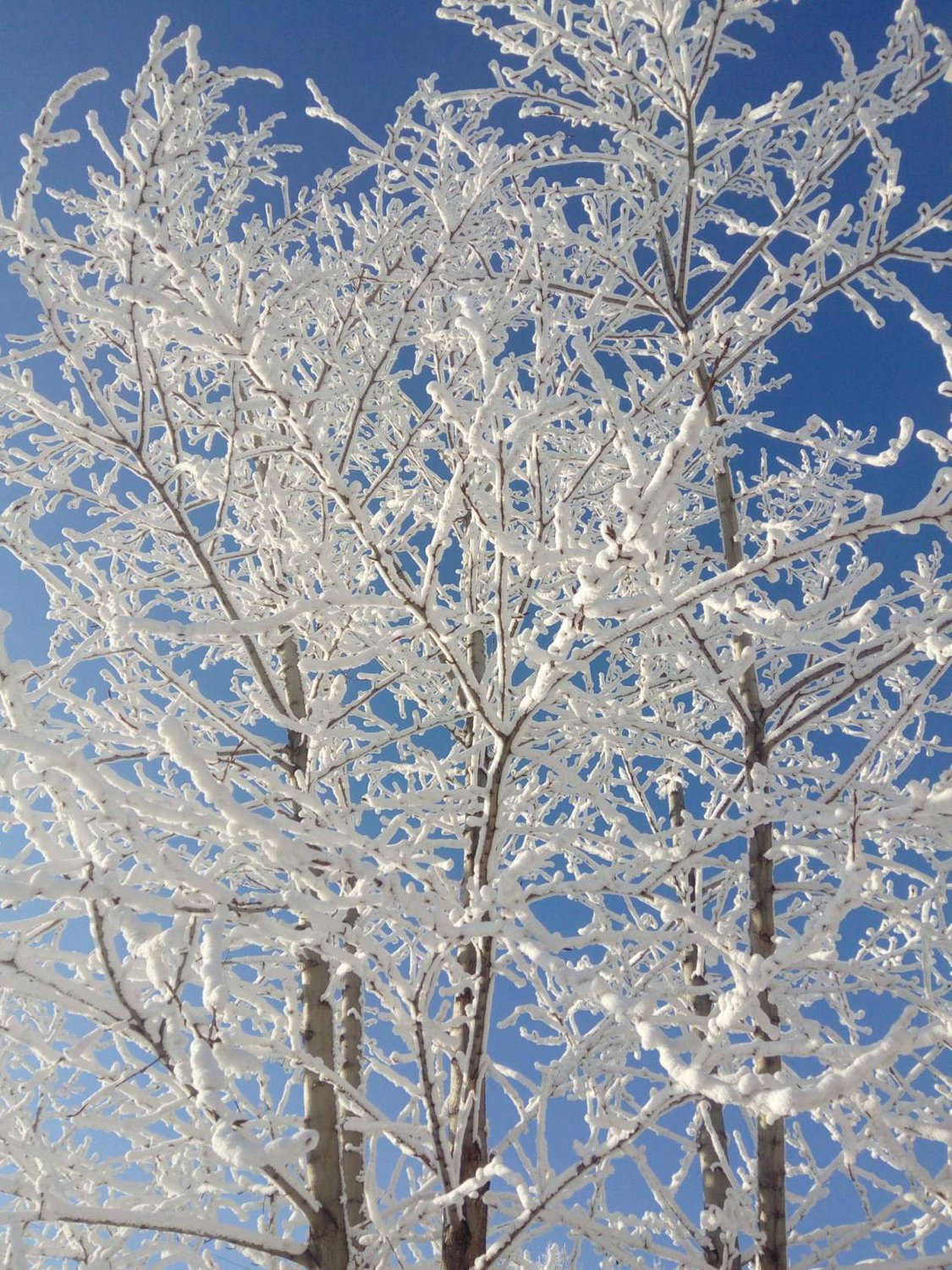 Деревья в снегу обои - 60 фото