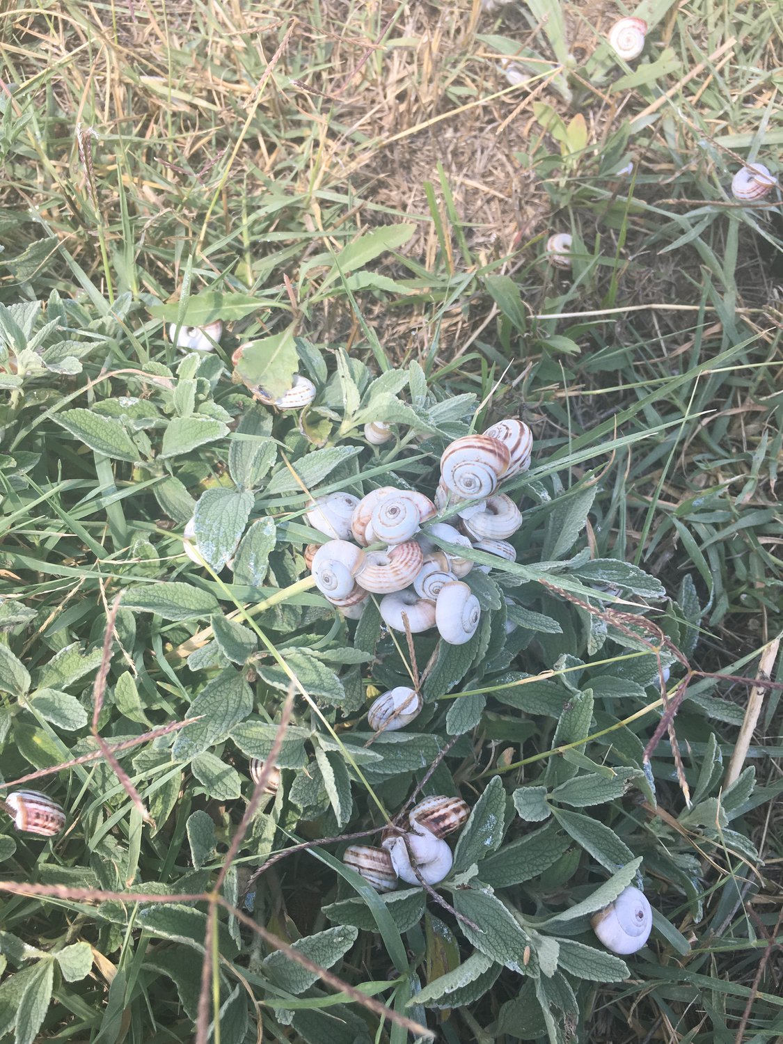 «Жемчужное» ожерелье для травинки