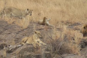 Что произойдет, если леопард забредет в львиный прайд: видео