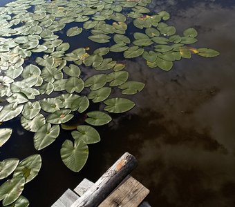 Небесные кувшинки