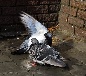 Водные процедуры