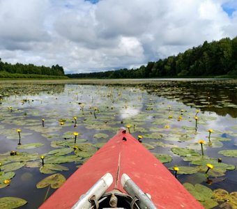 Путь через кувшинки