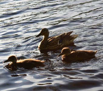 На прогулку