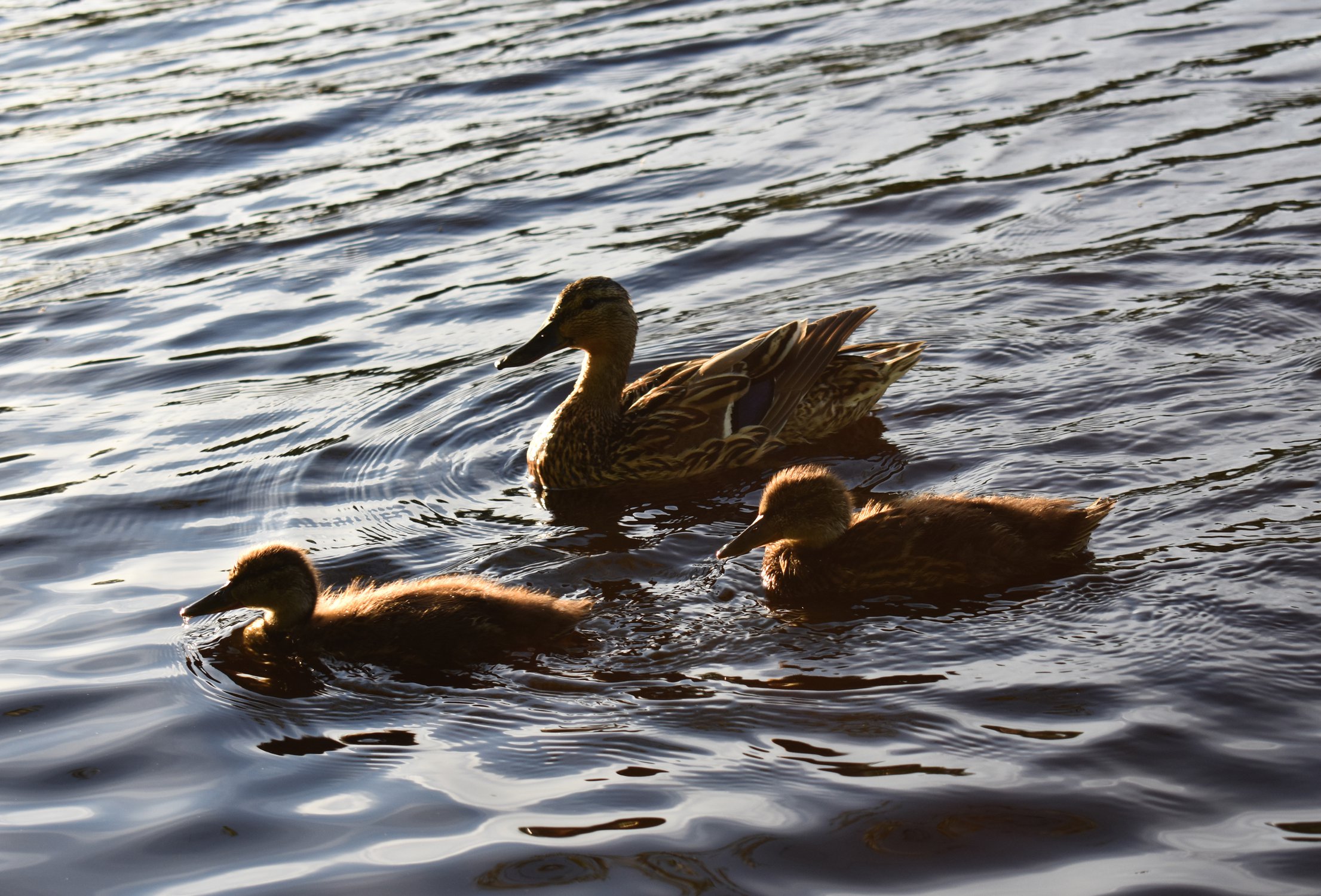 На прогулку