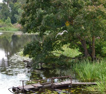 Палитра изумрудная на глади водоёма навеяна картинами Моне