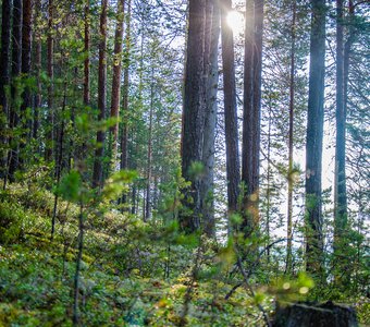 Утро в Карельском лесу