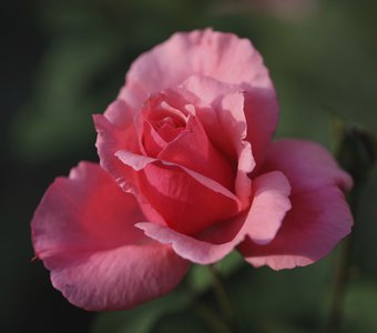 Садовая Роза