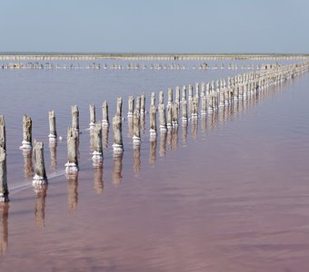 Сасык-Сиваш. Розовая безмятежность