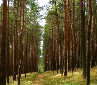 Солнечная тропинка