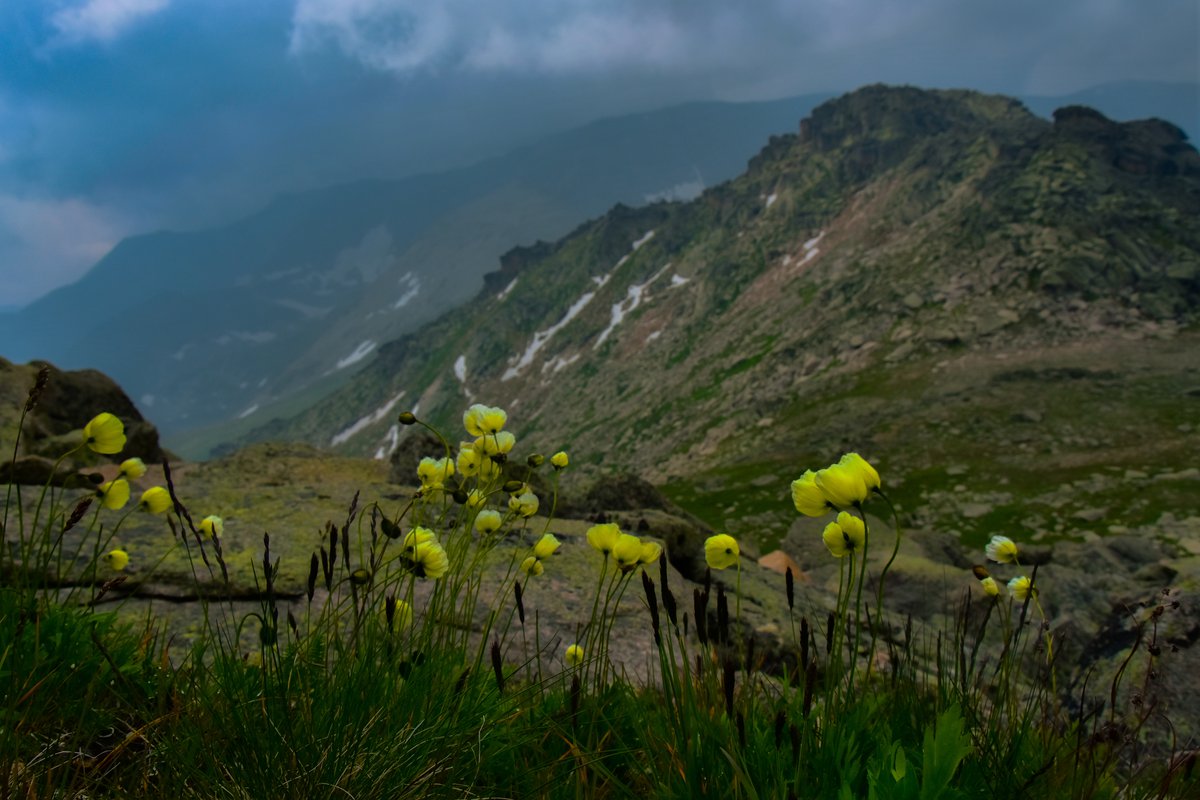 Кузнецкий Алатау цветы