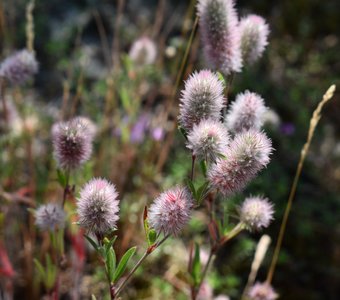 Клевер на Косе