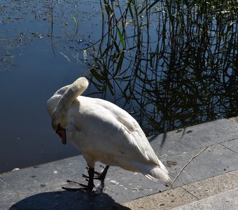 Принцесса Лебедь