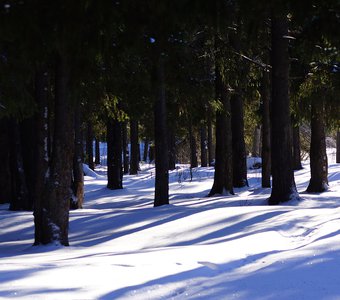 Зимний еловый лес Карелии
