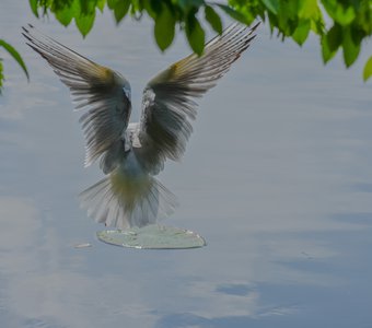 Чайка на воде в момент приземления