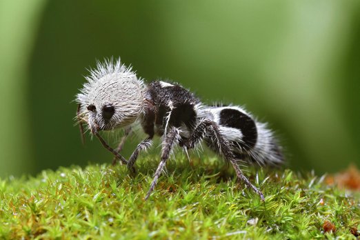 Будьте бдительны: эта оса прикидывается муравьем (и пандой!)