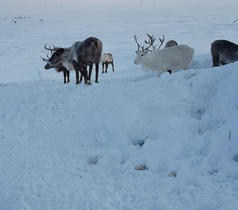Северные Олени