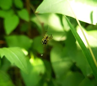 Паук 🕸