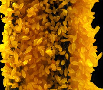 Пыльник тычинки лилии с пыльцой