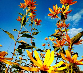 Краски осени