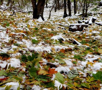 Осень- прекрасная пора