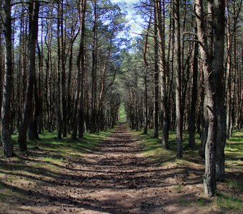 Лесной Тоннель