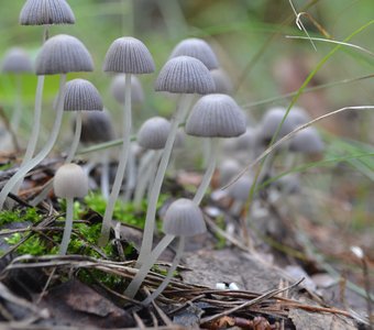 Поганый мир