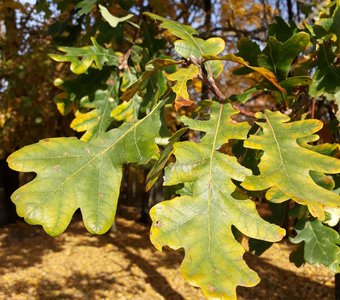 Солнечно-медовые листья дубовые