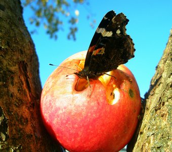 Яблочный сок