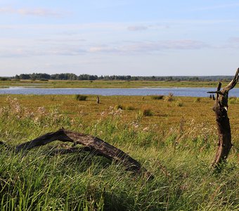 Коряги в заливных лугах