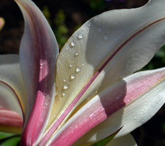 Бриллианты лилии