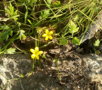 "Лапчатка в тундре"